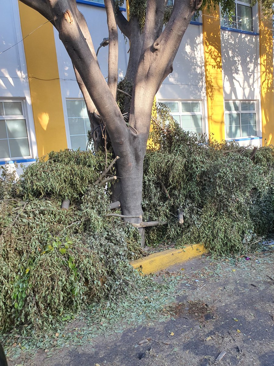 abogado_jt's tweet image. Que tal el serviciode limpia en @BJAlcaldia  ya no esta trabajando @STaboadaMx , varias personas se han caído con las ramas en la banqueta  sobre amores justo afuera del IMP