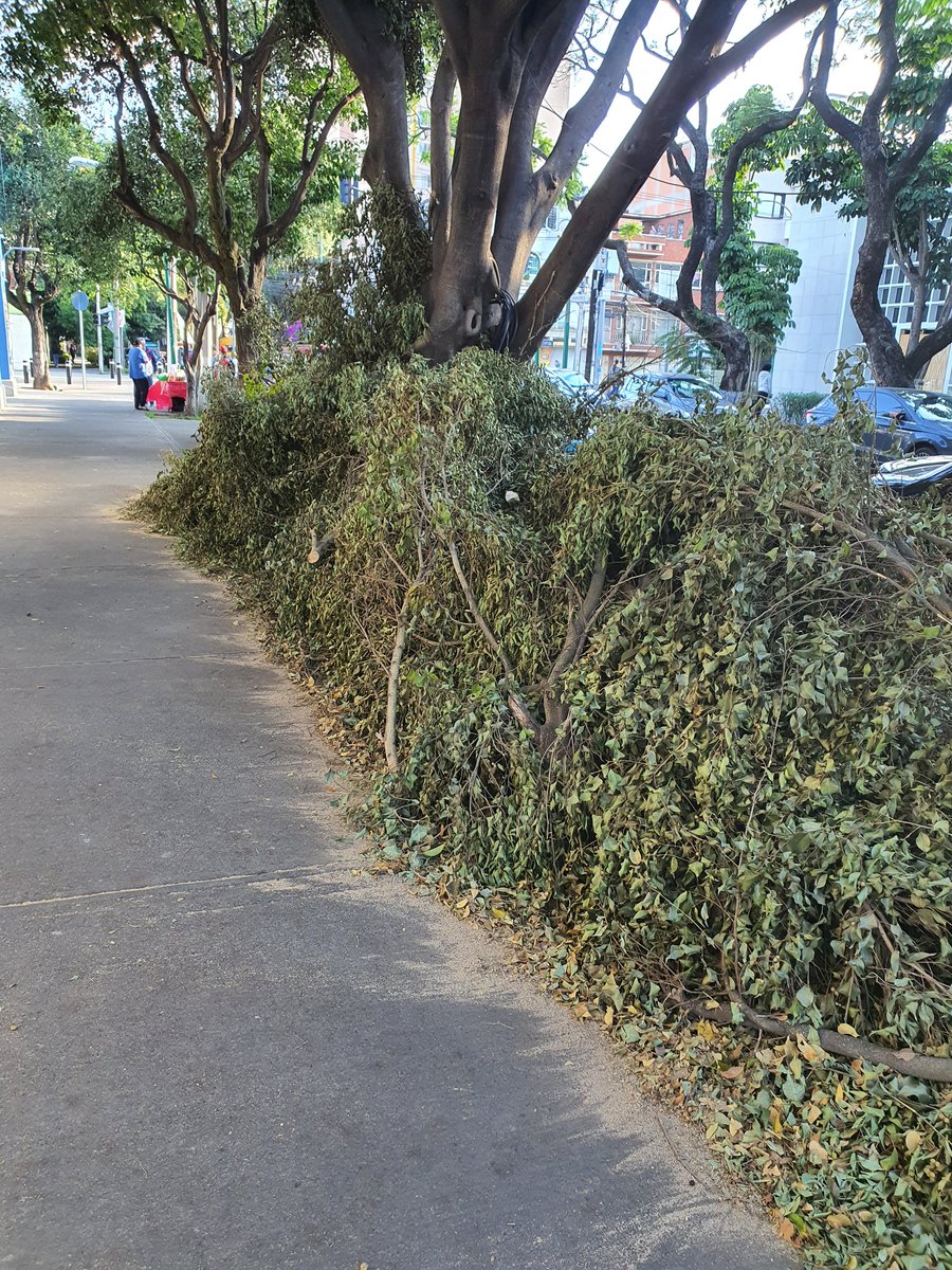 abogado_jt's tweet image. Que tal el serviciode limpia en @BJAlcaldia  ya no esta trabajando @STaboadaMx , varias personas se han caído con las ramas en la banqueta  sobre amores justo afuera del IMP
