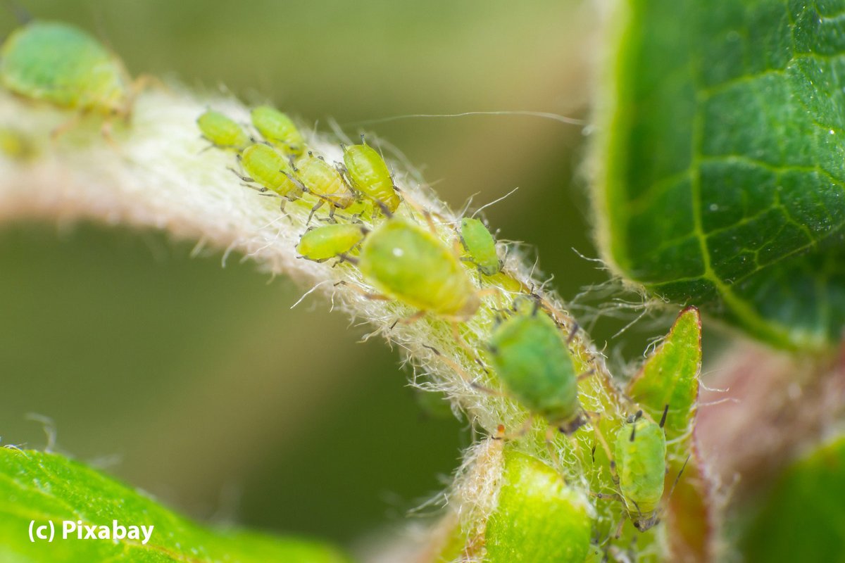 Der Rückgang von Wirbellosen beeinträchtigt u.a. zwei wichtige Ökosystemleistungen: natürliche Schädlingsbekämpfung und die Zersetzung organischer Stoffe. Neue Studie in @CurrentBiology unter Leitung von @nicenhauer von iDiv und @UniLeipzig. Mehr: idiv.de/de/news/news_s…