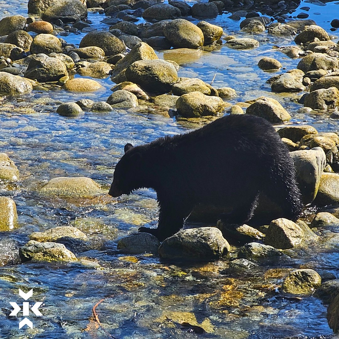 KeystoneEnv's tweet photo. Our field biologists in Southern BC caught a spectacular moment of a black bear's intelligence, targeting female salmon with eggs – a fatty and high-nutrition delicacy. #BeautifulBC #HaveFunAtWork #FieldWork #EnvironmentalConsulting
Photo Credit: Caitlin Belz, Field Biologist https://t.co/aIKbAW3z7u