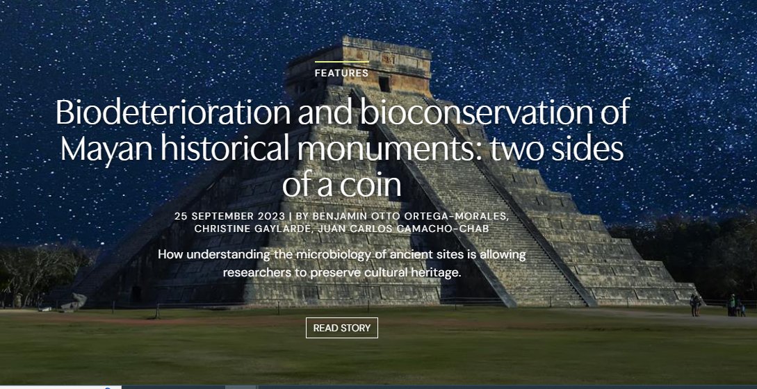Excited to share the first Feature piece I managed as Global Editor of #TheMicrobiologist! In this remarkable article, @OttoOrtegaM tells us how the understanding of the #microbiology of ancient Mayan sites is helping  preserve these impressive ancient monuments 🌎