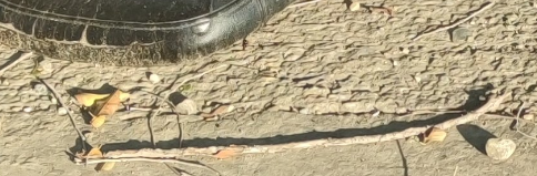 Jazz_chips's tweet photo. @Jessilefty Ya, pero qué calificación le das a este palo? https://t.co/09PuBG9bM3