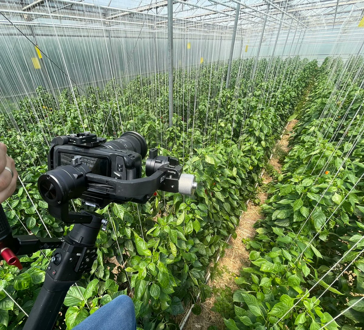 Fresh produce is the best produce 🥬 

We were thrilled to capture a behind-the-scenes look at the local greenhouse where <a href="/BlushLaneCalg/">Blush Lane Calgary</a> gets the certified-organic greenery you see on their shelves.

We feel healthier just looking at it!
