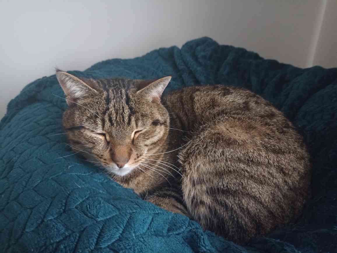 CraftBumble's tweet photo. Introducing Sr.Mod Pukka. He loves taking naps and he follows anyone nearby around at night because he is scared of the dark. ~ 🌻 https://t.co/l2h8oowG8X