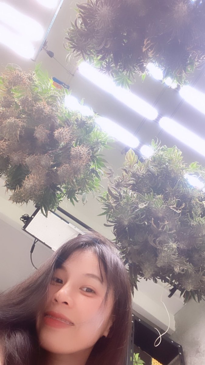 Downn44's tweet photo. รอคอยกันมานานนน 🥹💚
โอจีงานออแกนิค งานอินดอ ฟีโนแน่น ดอกแน่น งานเกรดA ส่งทั่วประเทศ 
สนใจทักค้าบ📍💚😘#กัญชา #กัญชาog #กัญชากรุงเทพ #กัญชานอก #กัญชาอัดแท่ง #กัญชาเชียงใหม่ #cannabisgrower #cannabisindustry #CannaLand #CannaLand #กัญชาราคาถูก #กัญชาออแกนิค https://t.co/cwDV3QmLhb