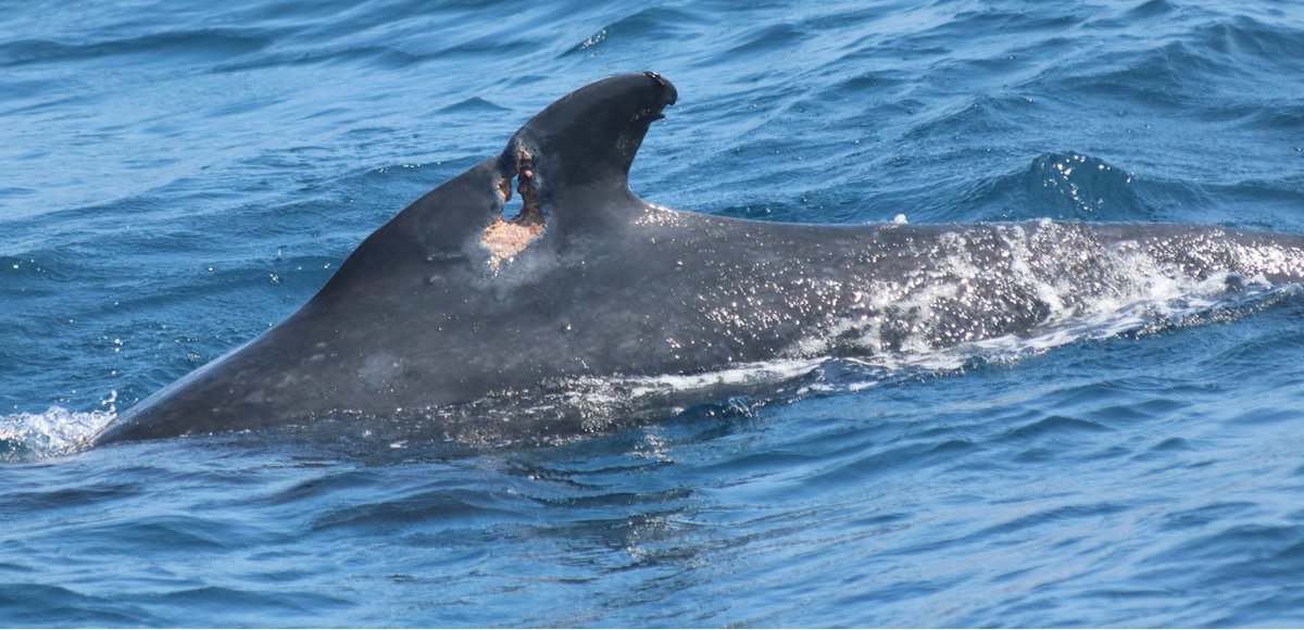 #JCRM publishes new study by <a href="/E_Hanninger/">Eva-Maria Hanninger</a> &amp; co-authors of Cetacean Injuries in the Strait of Gibraltar between 2016-20. #cetaceanscience #cetaceanconservation Read it here journal.iwc.int/index.php/jcrm…   #cetaceanscience #cetaceanconservation