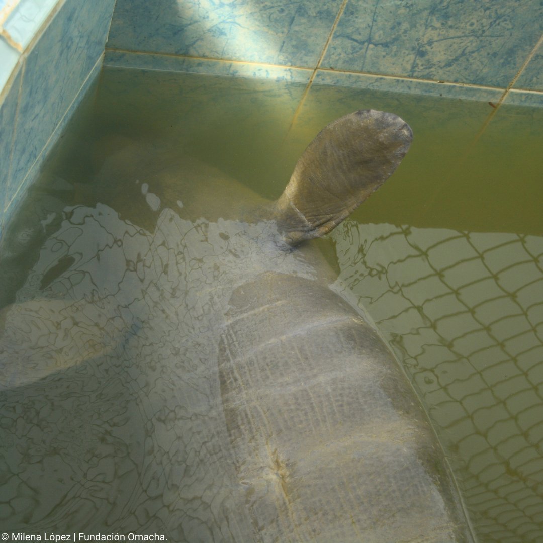 #Mesdelmanatí | ¿Sabes por qué se realiza el proceso de rehabilitación en las crías de manatí? 🧐

Los manatíes duran sus primeros dos años de vida en periodo de lactancia🍼, es decir, requieren de cuidados maternos de manera permanente durante esta etapa para poder sobrevivir.