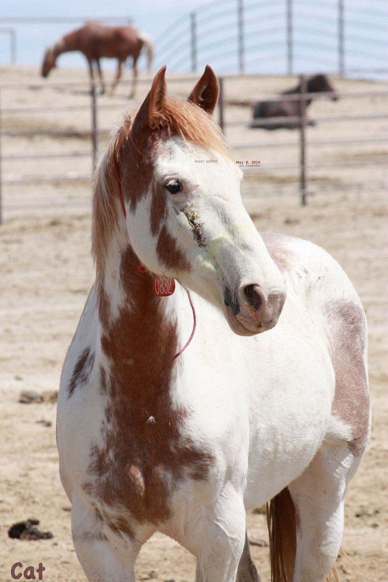 Regal in captivity:  Ghost Dancer inspired the filly in my #PhantomStallion book #5 FREE AGAIN.  Her looks & queenly bearing are typical of the Calico Range #wildhorses where @BLMNational is now warming up choppers for another round-up #IStandWithWildHorses #StopTheChoppers