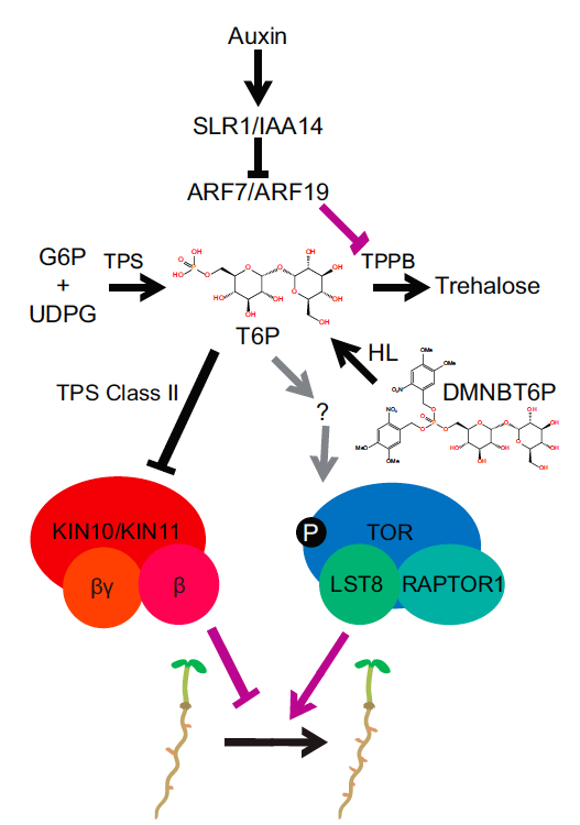 tk_ozawa's tweet photo. Great work by Morales-Herrera et al. (2023) on how trehalose-6-phosphate (T6P) increases #LateralRoot formation through coordinated inhibition of #SnRK1 and activation of #plantTOR. #Auxin signaling down-regulates the #T6P-degrader TPPB through the IAA14-ARF7/19 signaling module. https://t.co/Wj4YRFHgYr