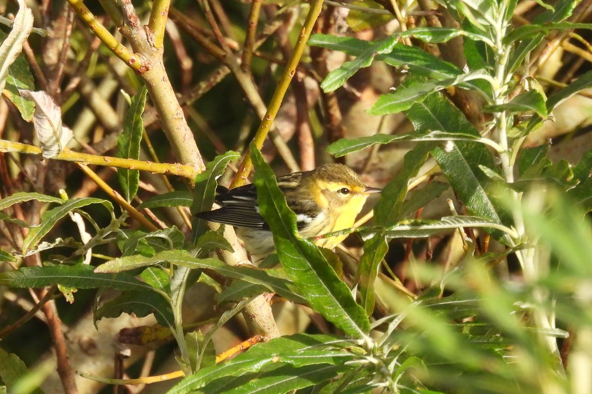 Chris Waring tweet media