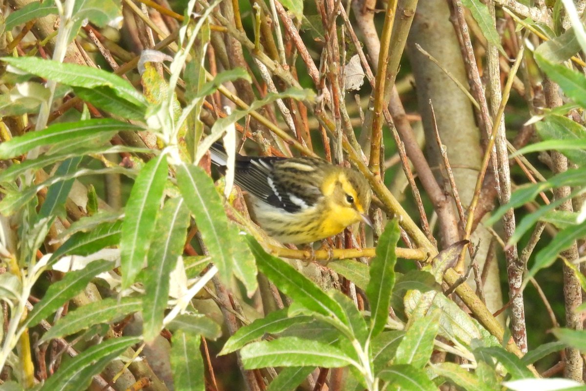 Chris Waring tweet media