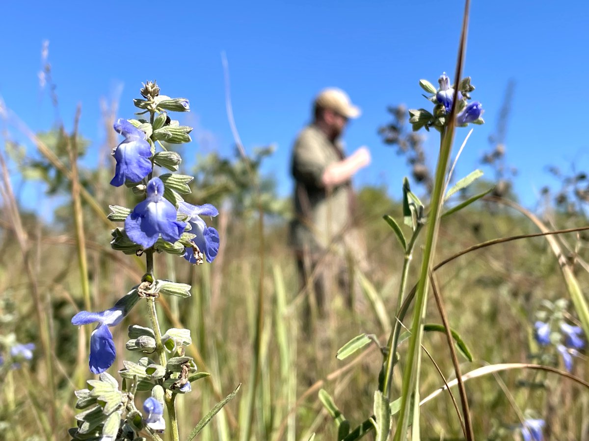 KUFieldStation's tweet photo. The Blue Sage plants are still blooming, which means you still have time to go look for fuzzy Blue Sage Longhorn Bees along the Rockefeller Prairie Trail! Get out there!

#kufieldstation #lawrenceks #lawrencekansas #obfs #getoutside #bluesage #bluesagebees #nativebees #prairie https://t.co/wGNo3EsELs