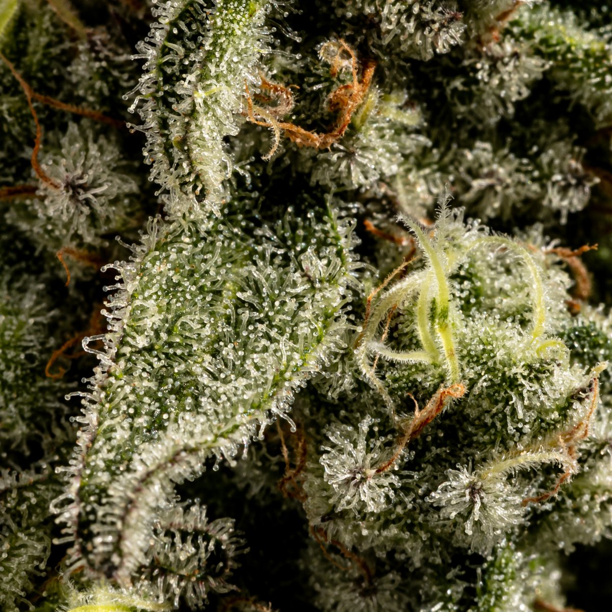 The Original Fraser Valley Weed Co.™ tweet media