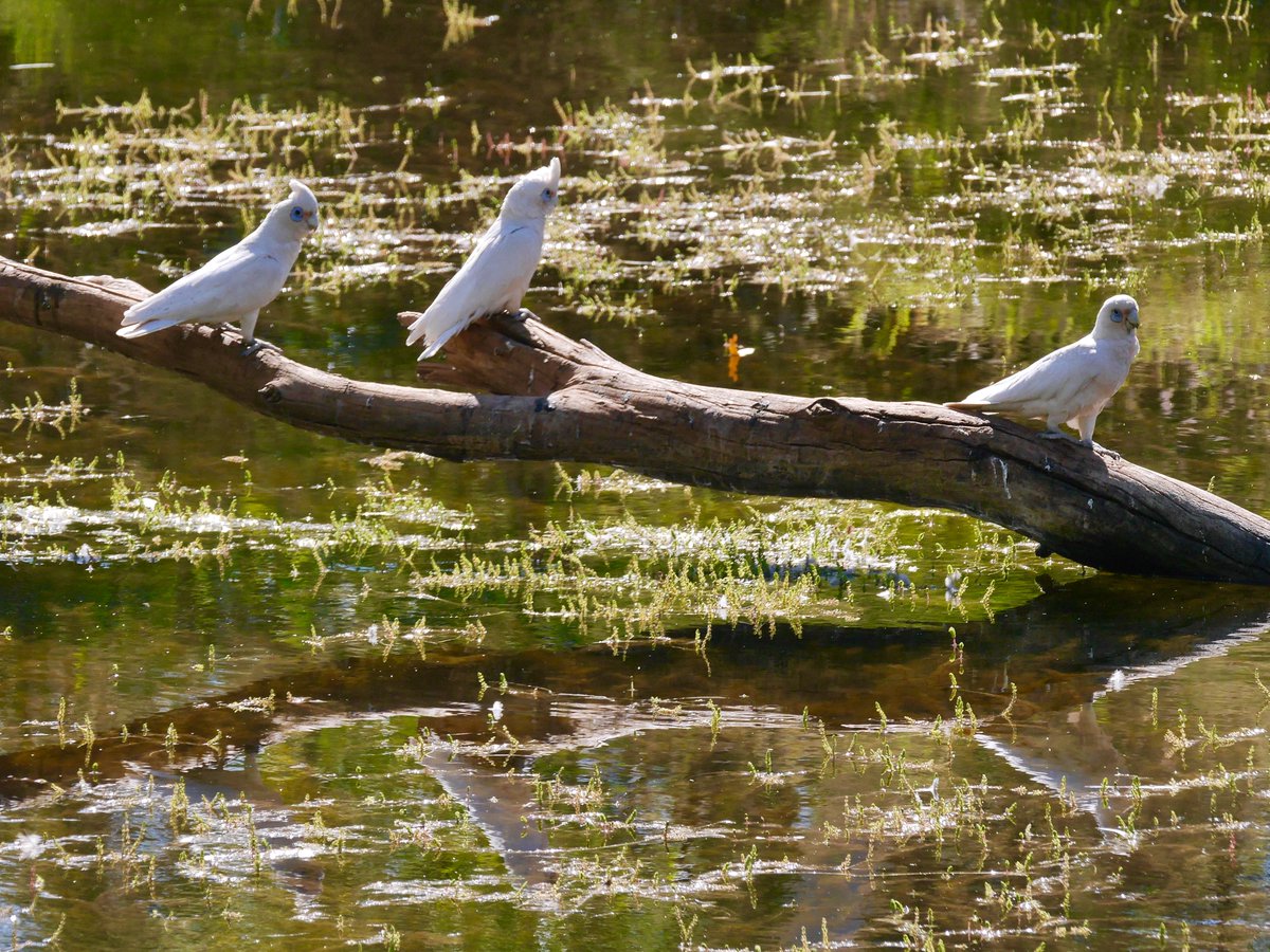 I've been back out to Australia - to the outback. The birds below are Little  Corellas and Galahs (the pinker ones) - common Australian  birds. We saw more sought after species too... Thanks SATC and Bellbird Birding Tours. #southaustraliantourismcommission, #bellbirdbirdingtours