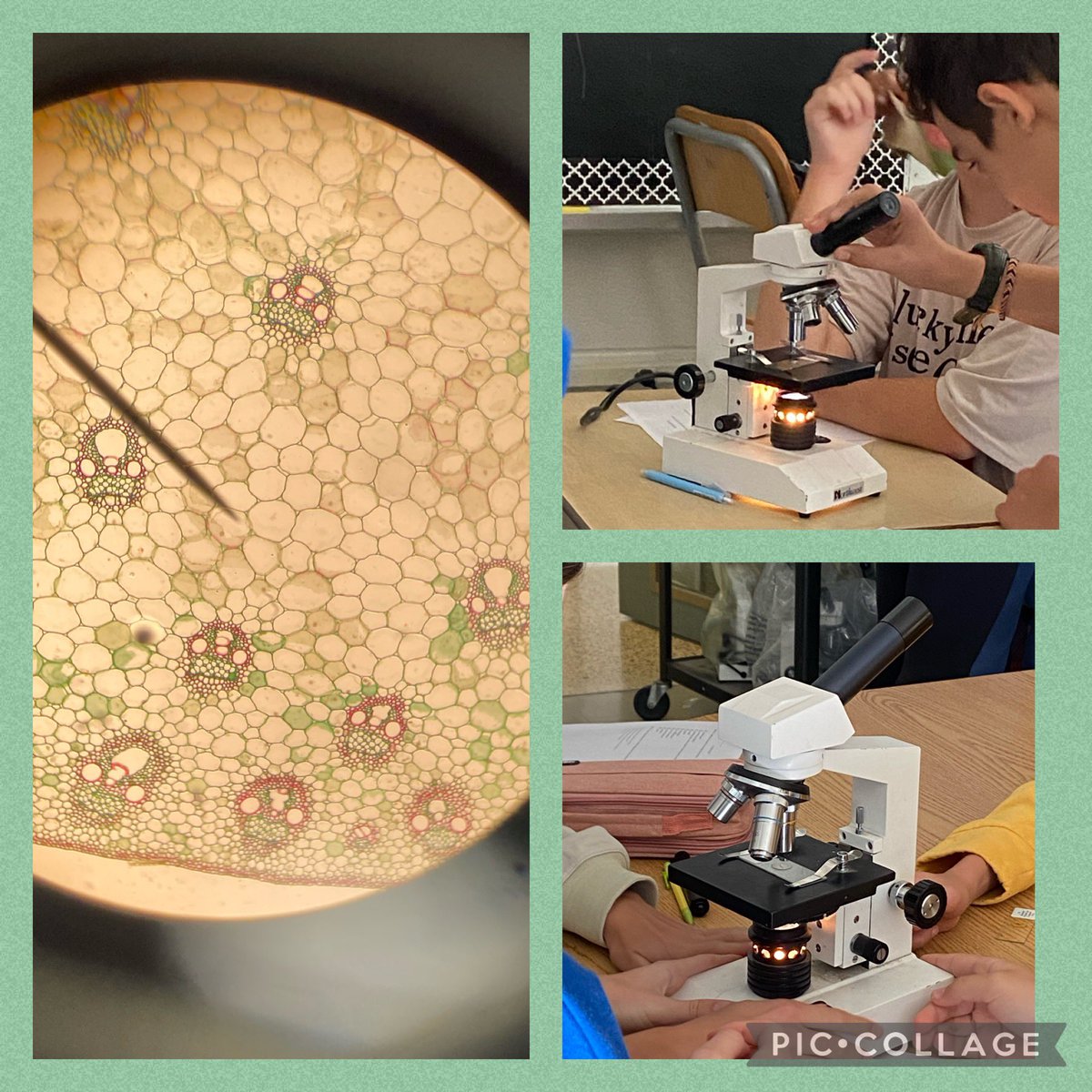 Grade 7/8 EF students exploring different specimens with the microscope. #handsonlearning #scienceinvestigation <a href="/stthomasmore19/">St Thomas More DPCDSB</a>