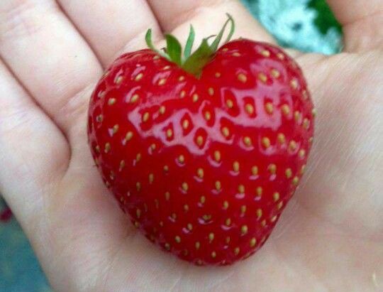 dolliefae's tweet photo. Heart shaped strawberries <3 <3 https://t.co/FArbU4NZq2