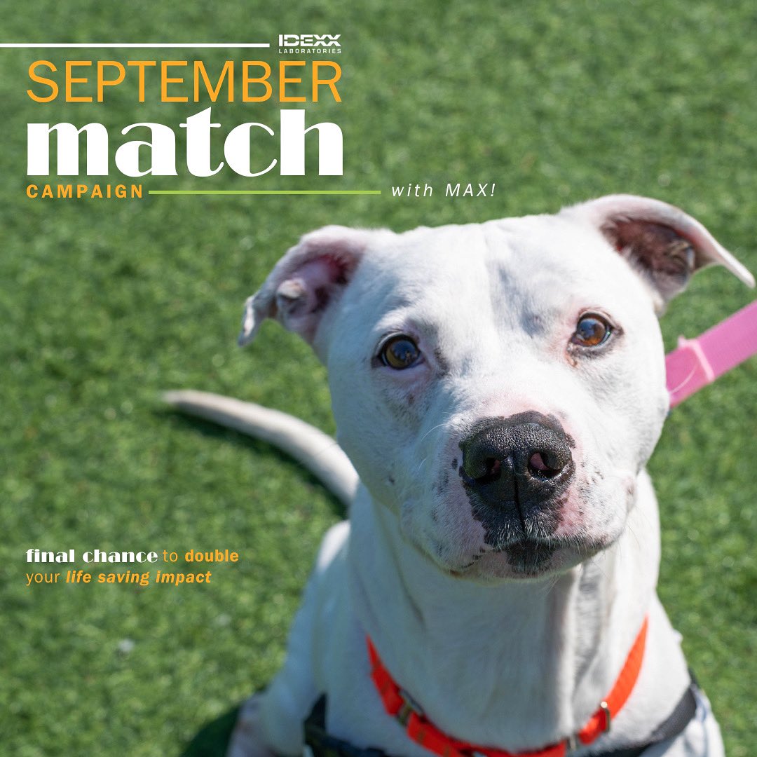 Max is here to remind you that it’s the last week of September! This means it's your final chance to double your life saving impact with the <a href="/IDEXX/">IDEXX</a> September Match Campaign.

Thank you for supporting our life-saving mission &amp; come meet Max today!

bit.ly/arlgpmatch