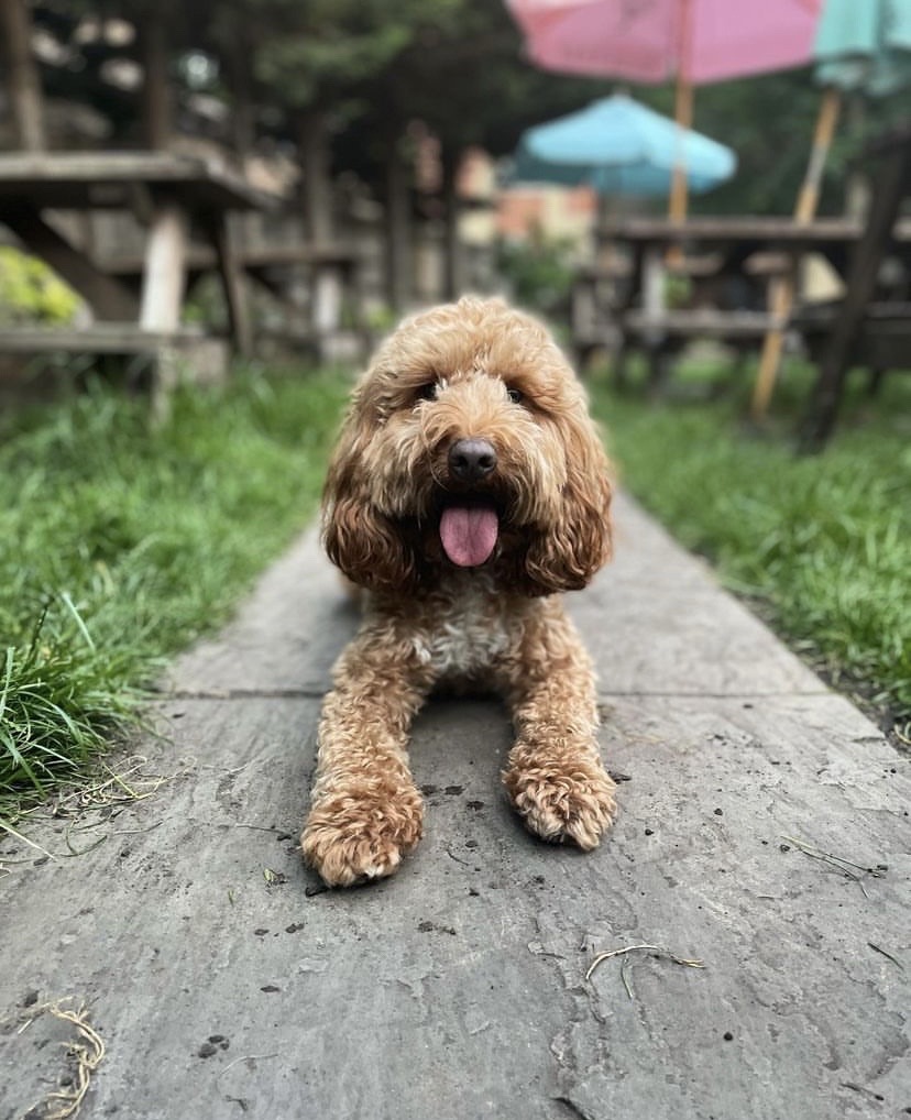 Are we dog friendly? You bet 🐶❤️ 📸: @tamarajade_