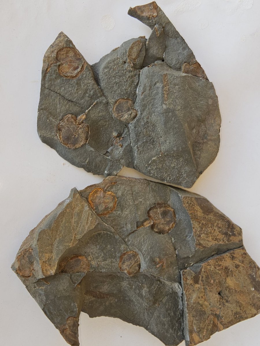 It is fezouata carpoid from Morocco ...