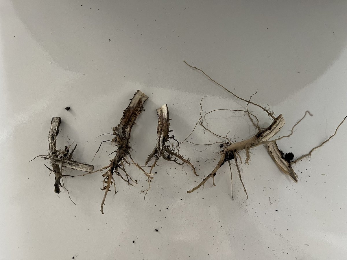 What’s going on in your canola stubble?

How it looks from a combine cab and close up can be very different! 

Call us to take a look, or with questions about what’s going on ☎️
#rootsyoucancounton