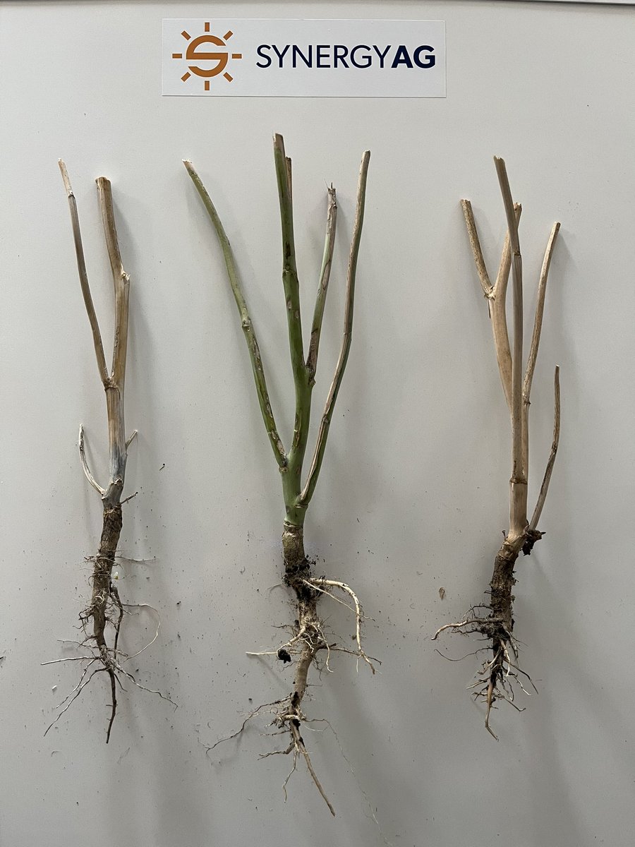 SynergyAG Balcarres tweet media