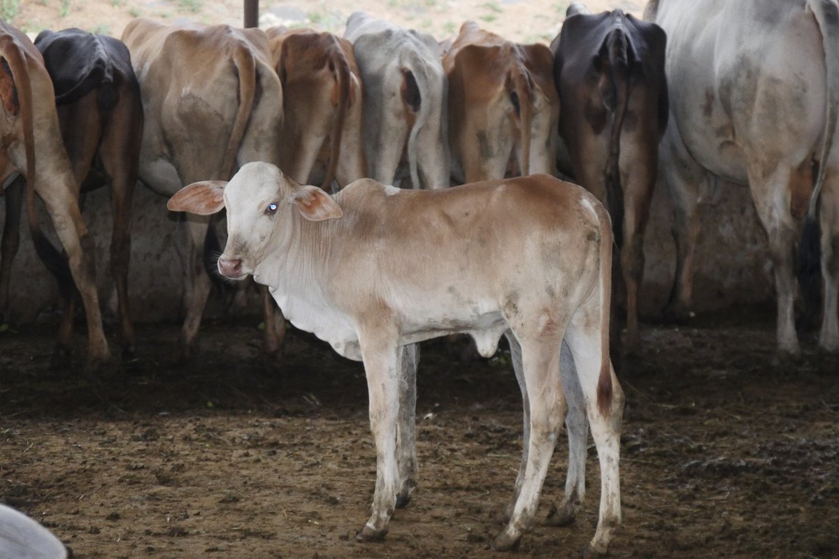 yudhistirGD's tweet photo. Letter from the Veterinary doctor regarding the Anantapur Govt Goshala that is maintained by ISKCON about which Smt Gandhi made the remarks.

The Goshalas serves 76 bulls and 246 non-milking cows along side milking cows with love and devotion. https://t.co/ThAbglRcpp