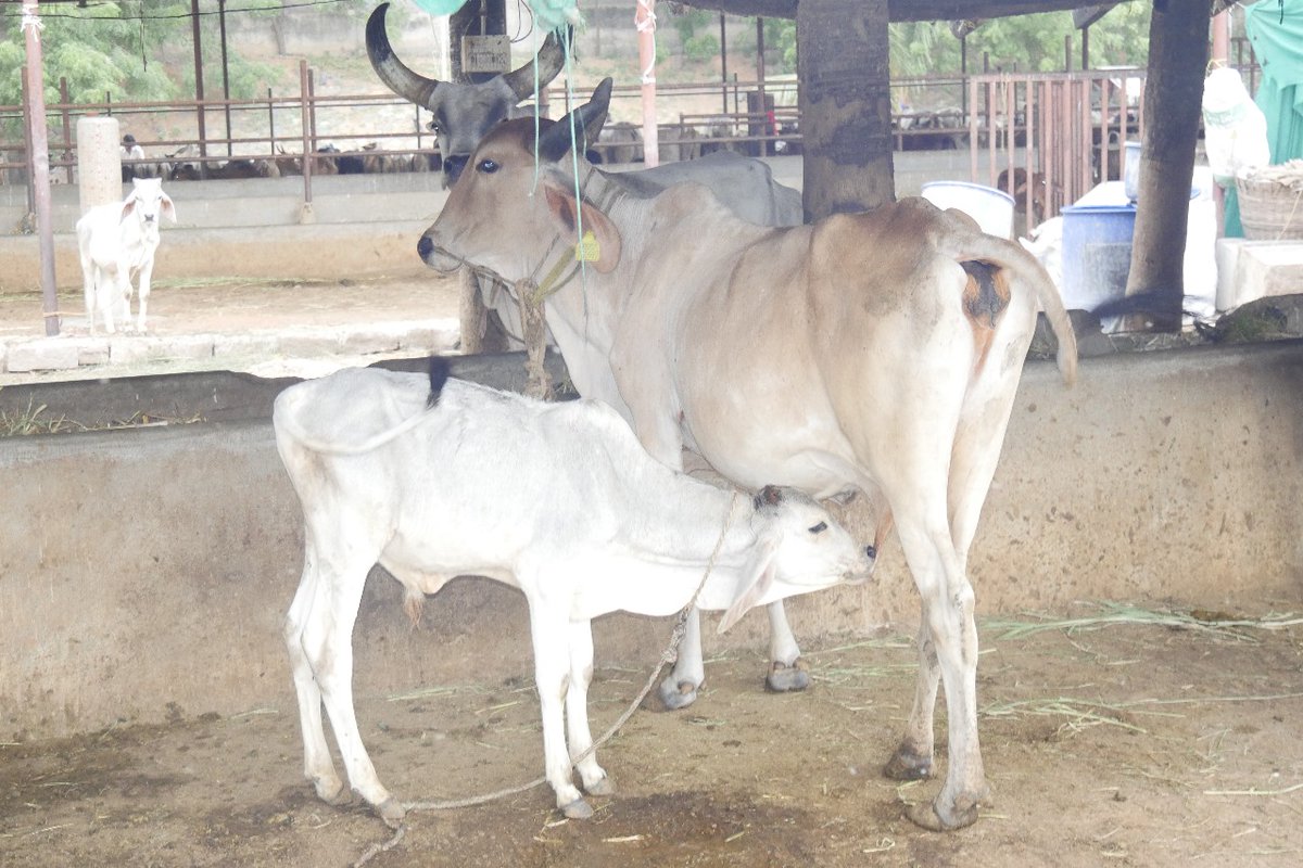 yudhistirGD's tweet photo. Letter from the Veterinary doctor regarding the Anantapur Govt Goshala that is maintained by ISKCON about which Smt Gandhi made the remarks.

The Goshalas serves 76 bulls and 246 non-milking cows along side milking cows with love and devotion. https://t.co/ThAbglRcpp