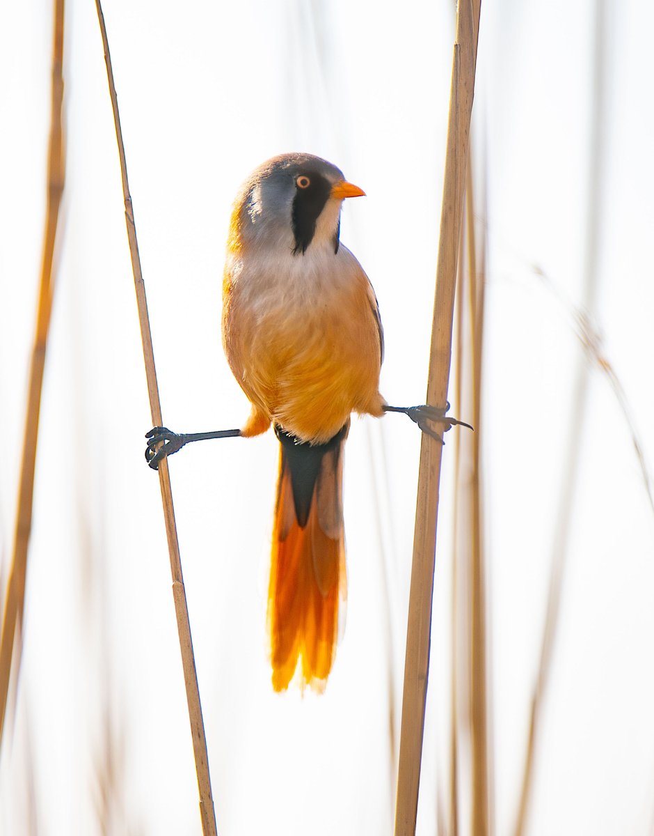 ‘Ping, ping’ Bearded Tits are normally heard before they are seen. With reed beds being so dense, you don’t normally get a view until they make their way to the edge. This one was happy to hang around whilst doing the splits.