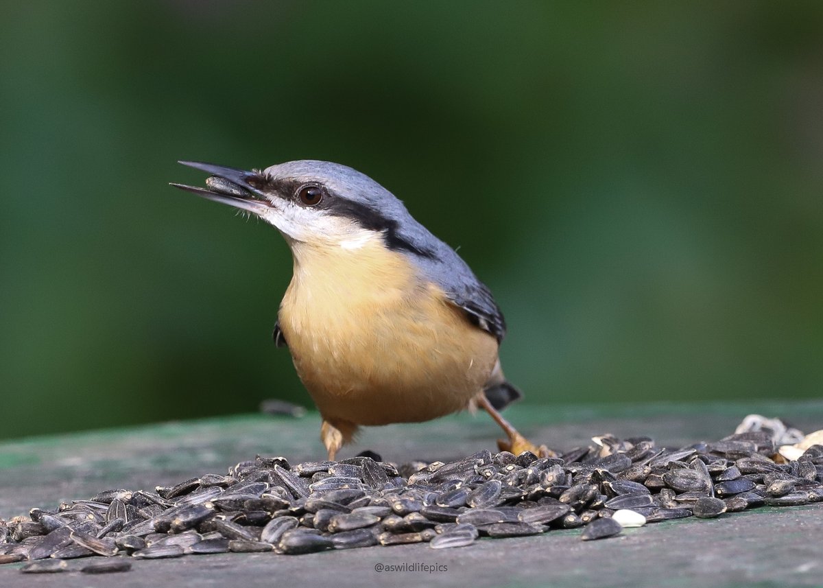 aswildlifepics's tweet photo. Eurasian Nuthatch @ yarrow valley country park https://t.co/KuqYSpl18M