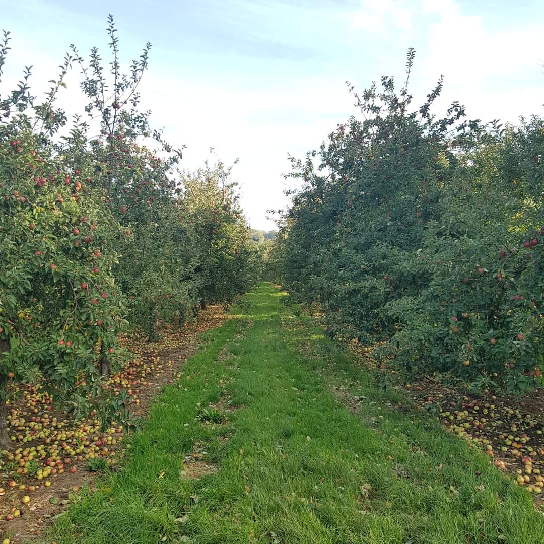 Sheppy's Cider tweet media