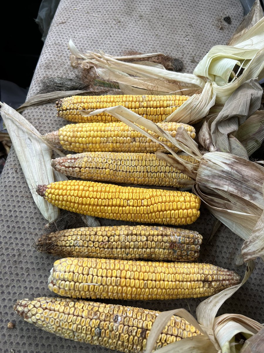 RSHFarms's tweet photo. River flats didn't fair the flood well.... on the plus side we had a nice healthy set of twins! https://t.co/SstM3MCVu4