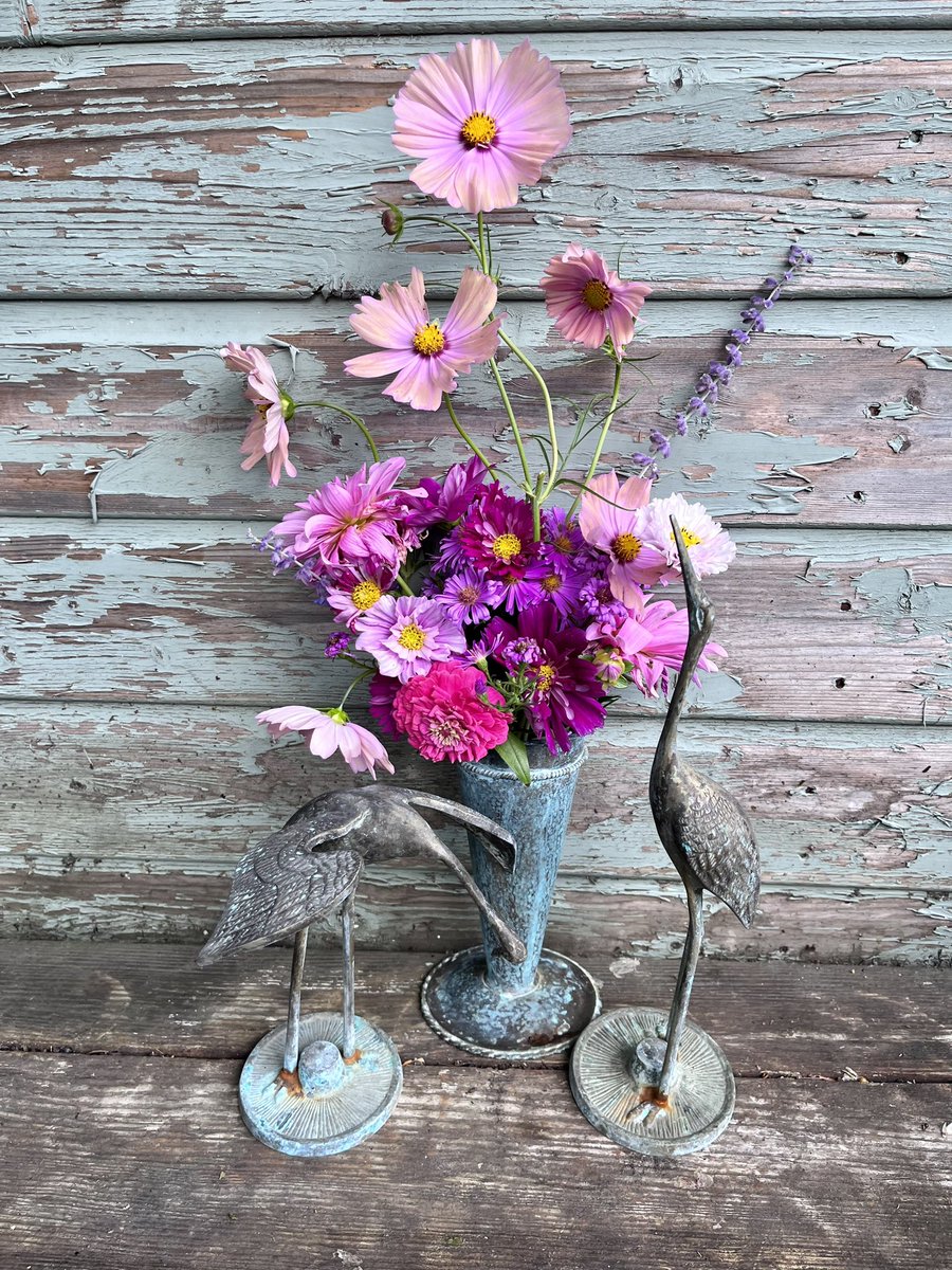Flower faff of the day! 
Hot in the greenhouse,  so I’ve been spraying my seedlings with a fine mist of water.. they are always well treated! 🙄
Having my eyes tested tomorrow. Hoping my good eye hasn’t got worse 🤞
Have a great evening. Z x