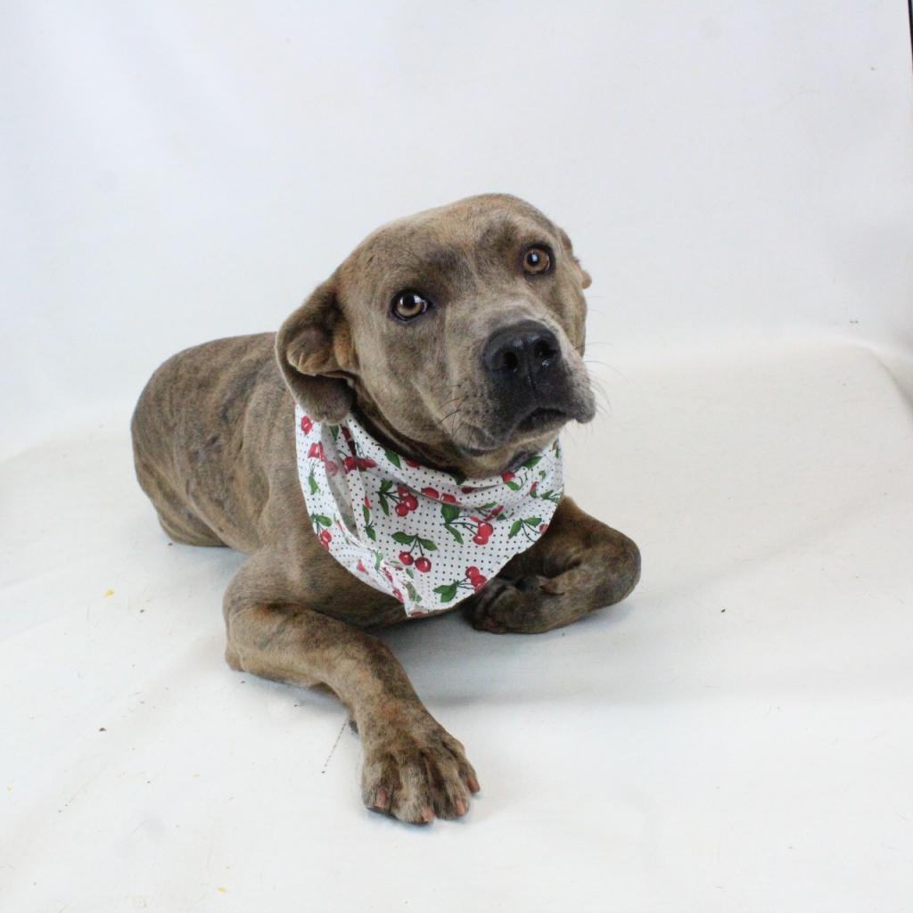 GvlAnimalCare's tweet image. It's easy to see way Bozar is our #TuesdayTeam Favorite. 
He loves treats and makes the silliest faces when he wants them! He’s a wiggle worm and a confident boy who loves to explore. 
He’s about 1 year and a half years old. 

greenvillecounty.org/ACS/AdoptableP…
