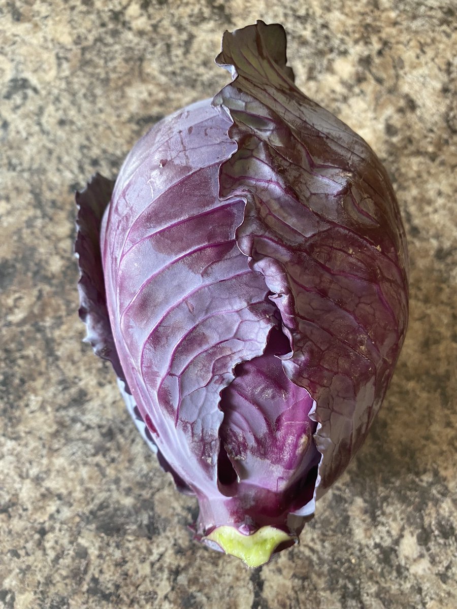 matthewcleeve's tweet image. First red cabbage of the season #RedFlare #RedCabbage #NoDig #HomeGrown #HomeGrownFruitAndVeg