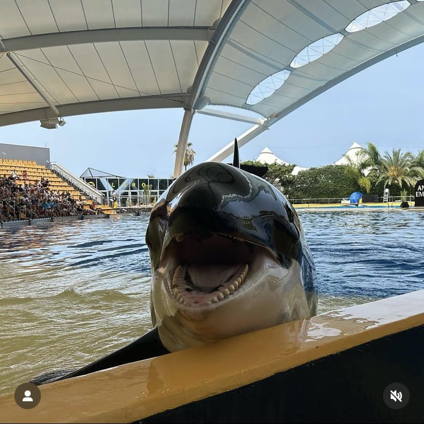 Is #Morgan sick? Look at those skin lesions 😱 They remind me so much of those Kasatka had 😭 #EndCaptivity #EmptyTheTanks #LoroParque #FreeMorgan #NoEsPaísParaDelfines #OpSeaWorld #Spain #CaptivityKills #StopDelphinarium