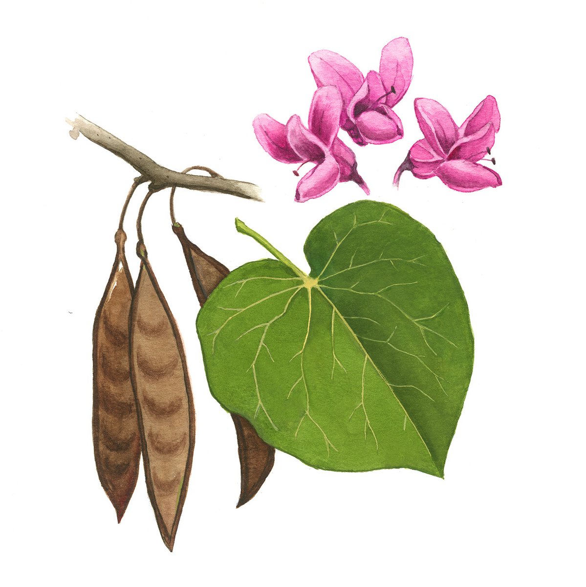 DanMcGregor4's tweet photo. More nature guidebook work for HE Butt Foundation:

Texas Redbud (Cercis canadensis var. texensis)

#watercolor #watercolour #texas #frioriver #illustration #natureillustration #flora #plants #redbud #botanical #botanicalillustration #botany
#laitylodge #hebfoundationcamp https://t.co/qZlPeDfgVG