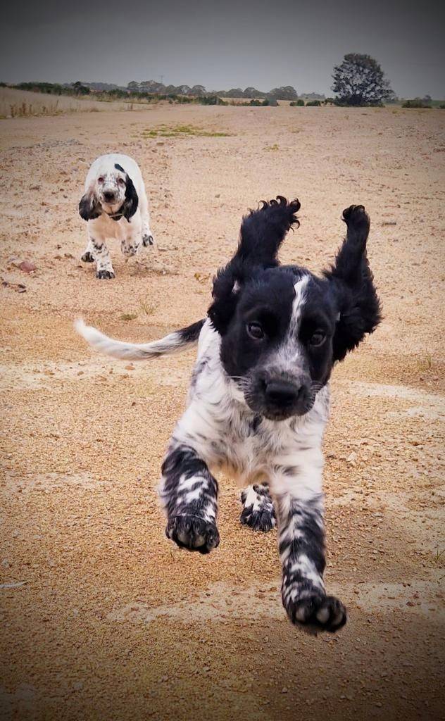 PSOSDogs's tweet photo. Say hello to our 2 newest recruits in Aberdeen. #TPDRussell and TPDDee, both are 8 week old Sprockers  Russell will be trained to detect drugs and Dee explosives. Now time for some socialisation and fun before training really starts. Wish them luck!

#CutenessAlert https://t.co/gbKo9hMf0C