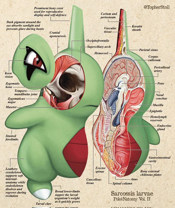 Unlike other Pokémon species, which experience sudden and conspicuous biological changes during evolution, Larvitar retain much of their physiology. Their new anatomy layers on top of older body parts, rather than undergoing total metamorphosis. 
