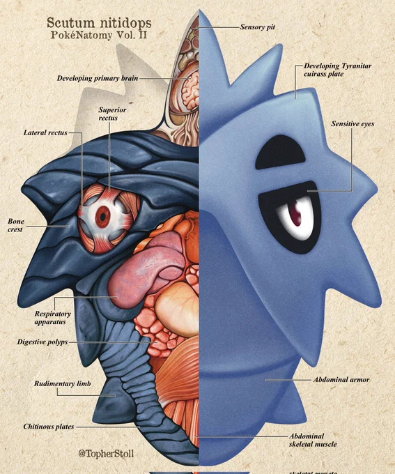 Unlike other Pokémon species, which experience sudden and conspicuous biological changes during evolution, Larvitar retain much of their physiology. Their new anatomy layers on top of older body parts, rather than undergoing total metamorphosis. 