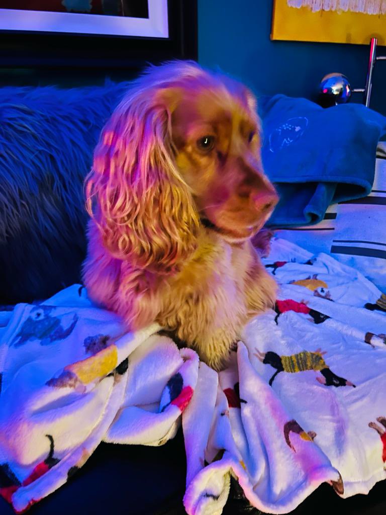 OutenSimon's tweet photo. @LeShuttle Pip is looking forward to her first trip on Saturday!! https://t.co/DBePanMjqo