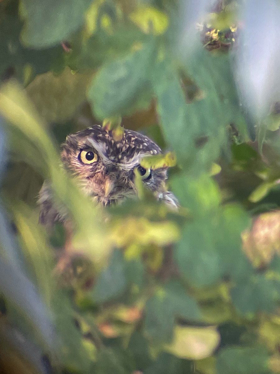 Peek-A-boo I see you 
Little owl 
Shot with iPhone and scope

#littleowl #birds #owl #nature #owls #wildlife #BirdsOfTwitter #bird #wildlifephotography #birdphotography #athenenoctua #naturephotography #littleowls #owllovers #owllover @BTO_Suffolk @RSPBEngland
