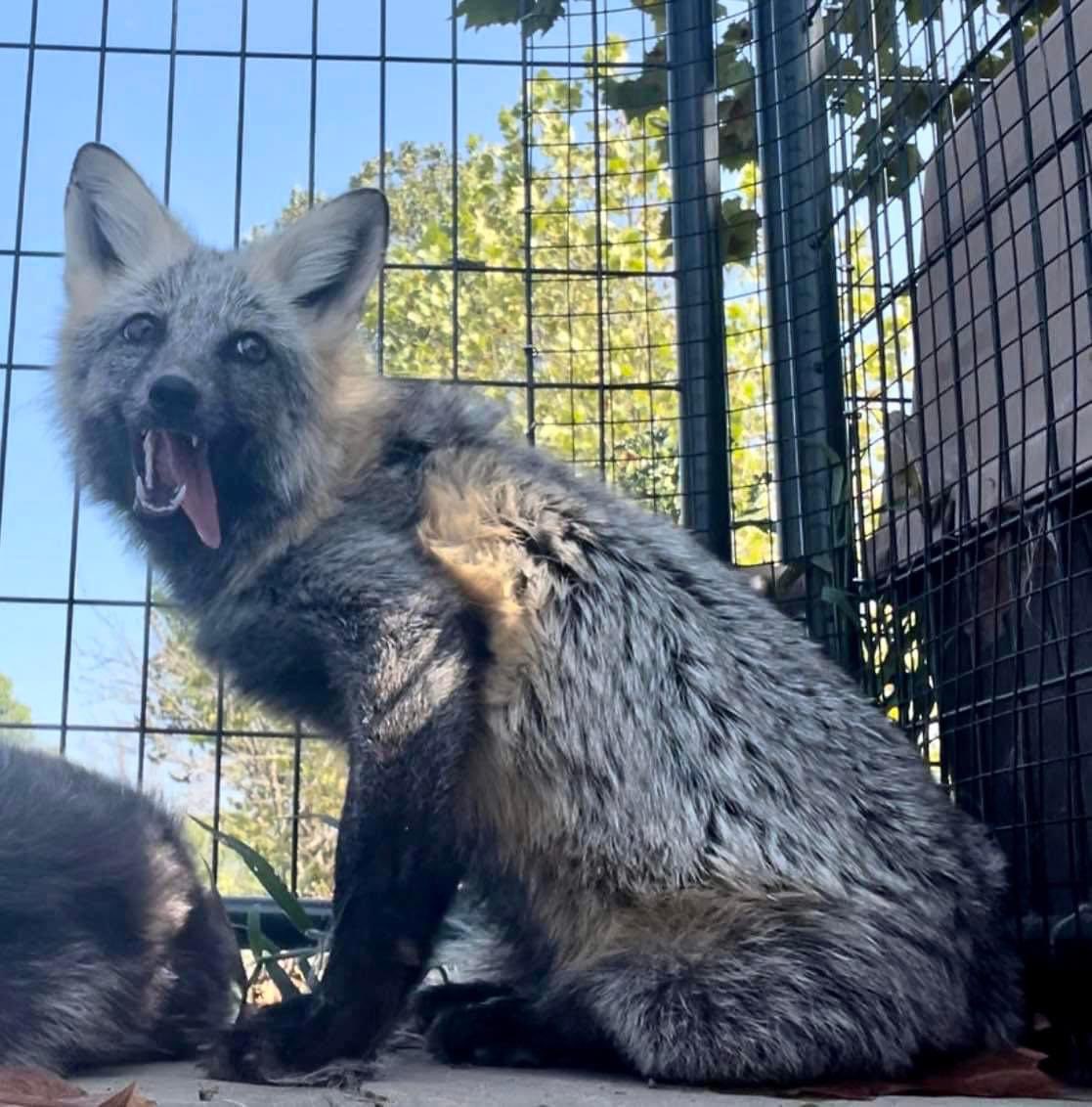 ClevyrCreatures's tweet photo. Maple blossom fox is popping in to wish you all a happy tongue out Tuesday! Look at that silly happy tongue! Show us your pets best tongue out photos in the comments!

#ClevyrMaple is sponsored by Makenna M. 

#clevyrfoxes #redfox #foxesofinstagram #foxy #petfox #domesticatedfox #foxlove #foxlife #clevyrfox #clevyrcreatures #happyfox #instafox #wildlife #foxlovers #redfoxes #foxesofig #foxes #foxsounds #vulpesvulpes #ilovefoxes #foxlover #fox #saveafox #vulpes #cutefox