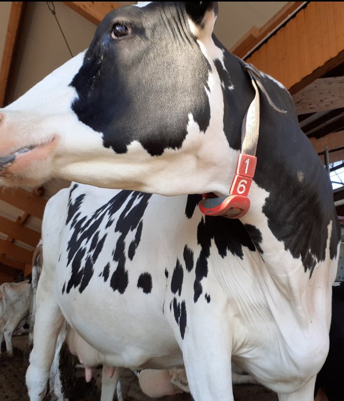 Wir wollen euch hier zukünftig etwas mehr Einblick in unsere einzelnen Experimentierbereiche geben, angefangen mit unserem EB aus Köllitsch. 
In Slide 1 &amp; 2 seht ihr, wie wir unsere Assistenzsysteme an Milchkühen in regionalen Betrieben testen.