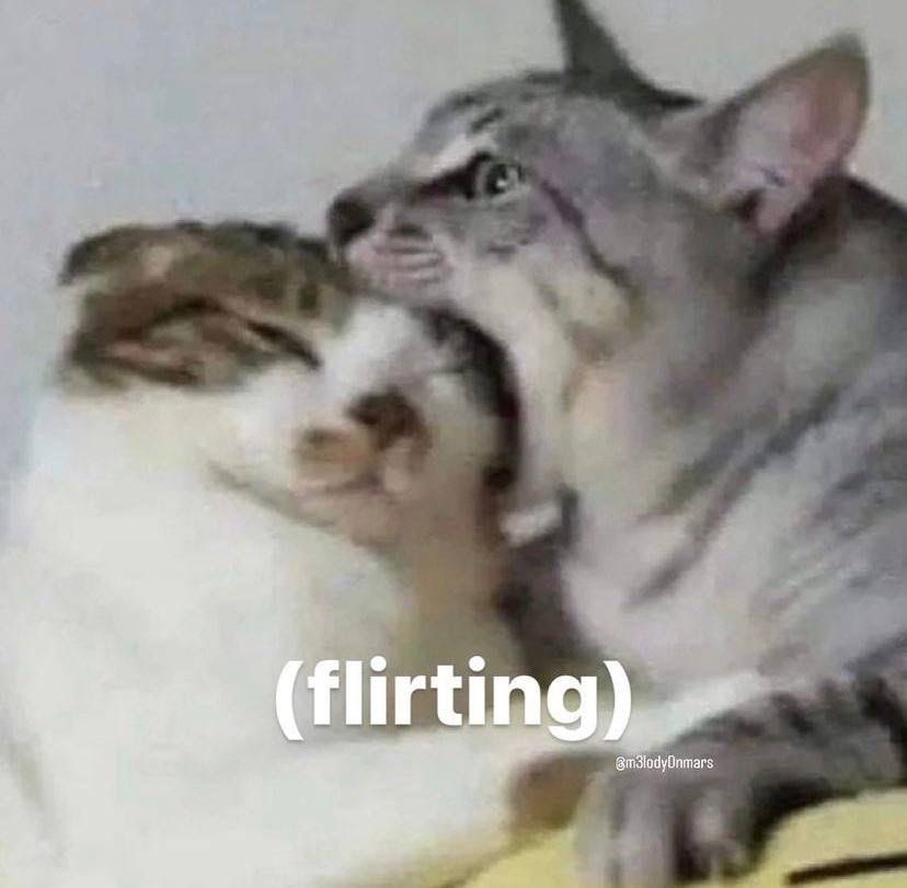 chaoticcatpics's tweet photo. https://t.co/Qw7ubXRarE