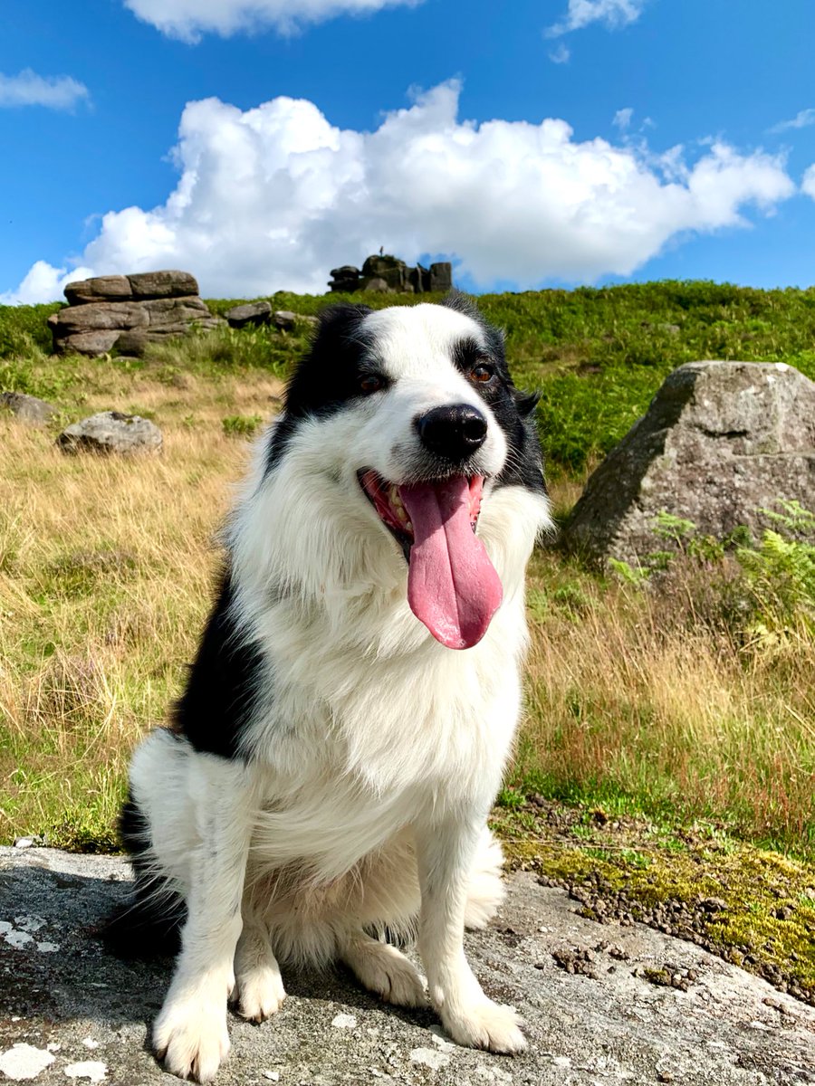 Happy Tongue out Tuesday everyone ! Fluffy clouds and a Fluffy Flynn 😃💙