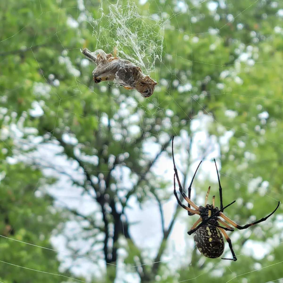 EmmaGoldmanBookClub tweet media