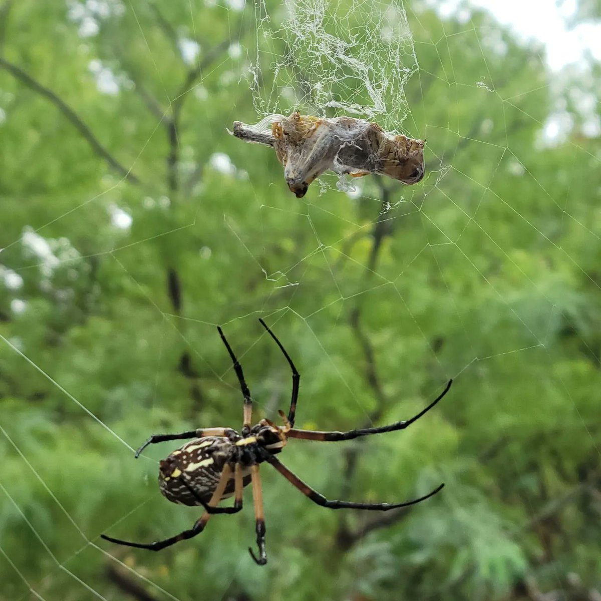 EmmaGoldmanBookClub tweet media