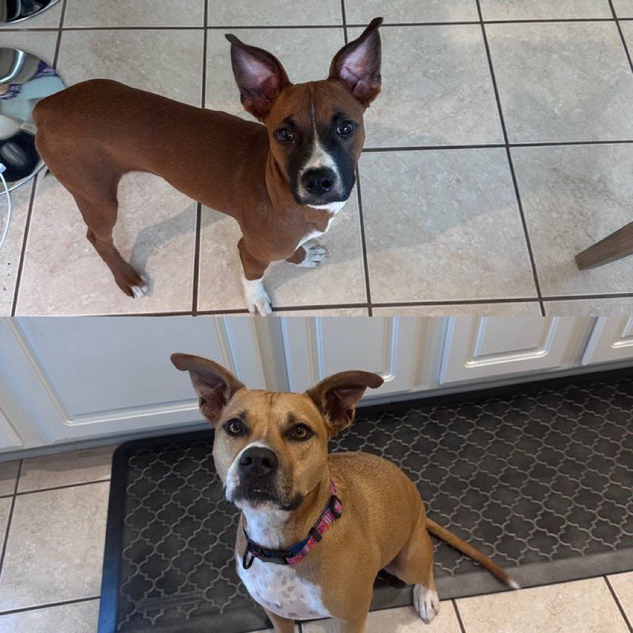 Ava__Addamss's tweet photo. I wasn’t exactly ready for a new dog, but when I saw his face and met him, I knew we had to keep him. He also looks like he could be related to Bella. Can’t figure out what else he’s mixed with though…but anyways meet Brody-the newest member of our family https://t.co/8mOKlq3j0o