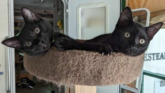 ObsidianRat's tweet photo. Update: As of last June, I've been living in/restoring a temple to Hecate. Also, I needed the most fearsome temple guardians I could find, so I adopted some cats.
This is Goblin & Gremlin.