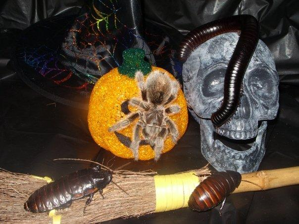 AnimalsTakeOver's tweet image. Its coming up to that time of year! We have limited availability left, book your Halloween event today animalstakeover.co.uk #Halloween2023